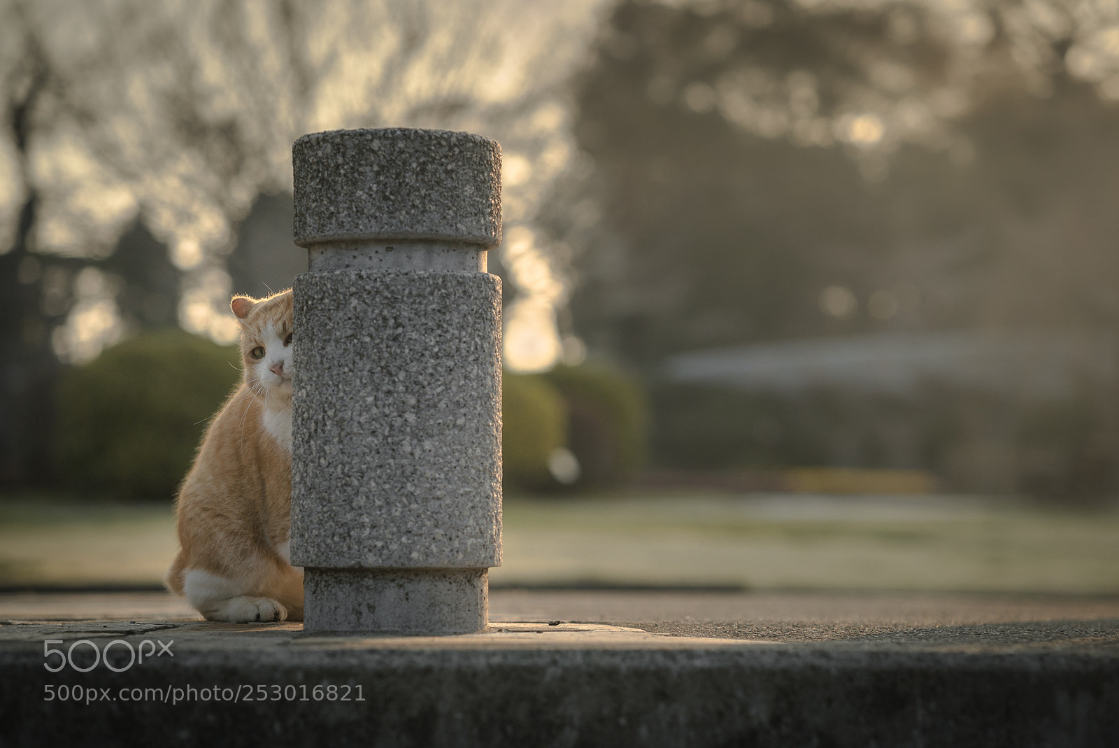 Sony a7S II sample photo. Behind a pole photography