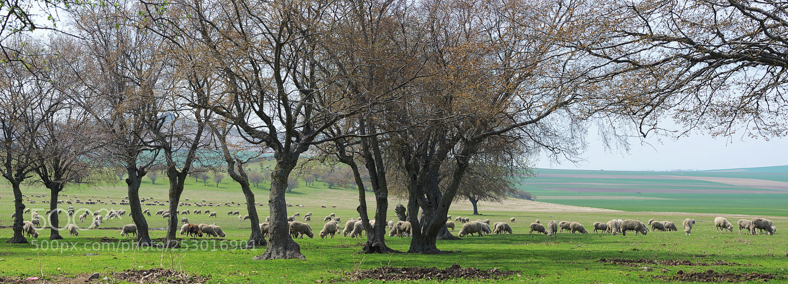 Nikon D610 sample photo. Flock of sheep photography