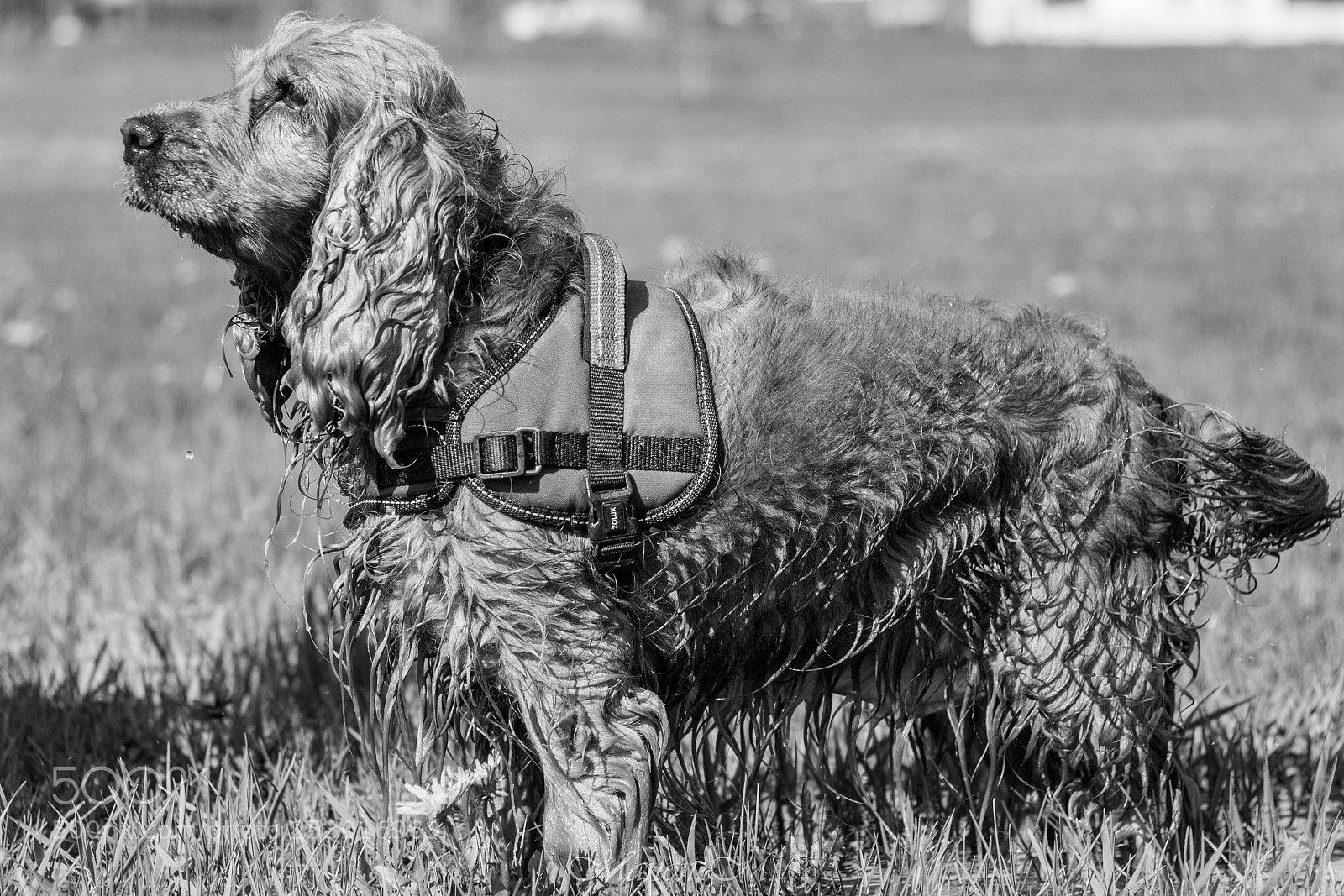 Canon EOS 750D (EOS Rebel T6i / EOS Kiss X8i) sample photo. Chien mouillé photography