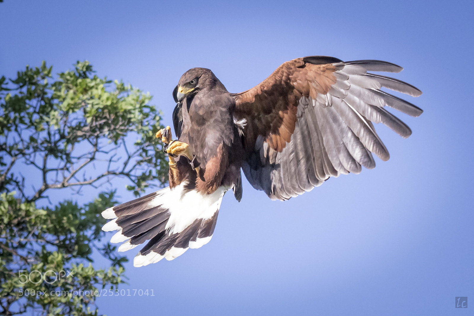 Canon EOS 7D Mark II sample photo. Hover - sonoran harris photography