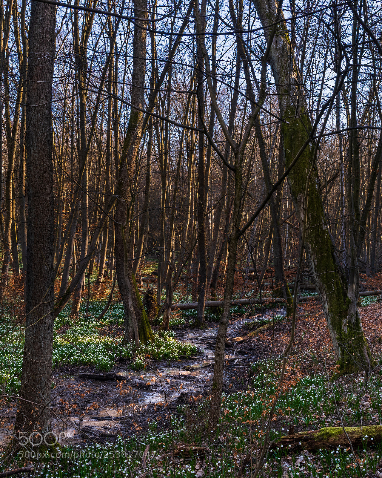 Nikon D7100 sample photo. Leucojum vernum photography