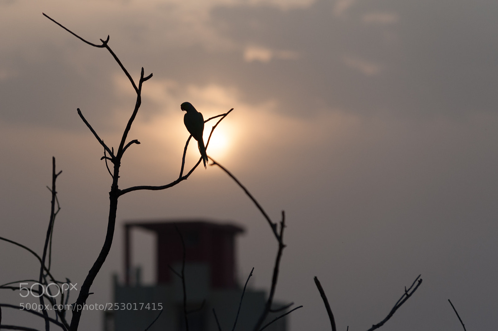 Nikon D700 sample photo. Evening in jaipur photography