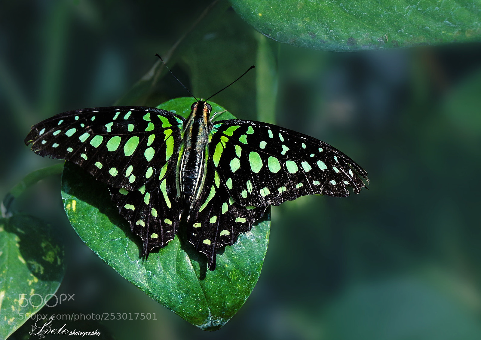 Canon EOS 700D (EOS Rebel T5i / EOS Kiss X7i) sample photo. Tailed jay (graphium agamemnon) photography