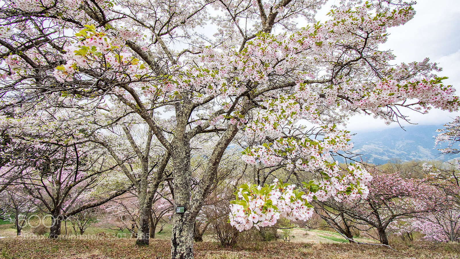 Nikon D7200 sample photo. Earlier than in previous photography
