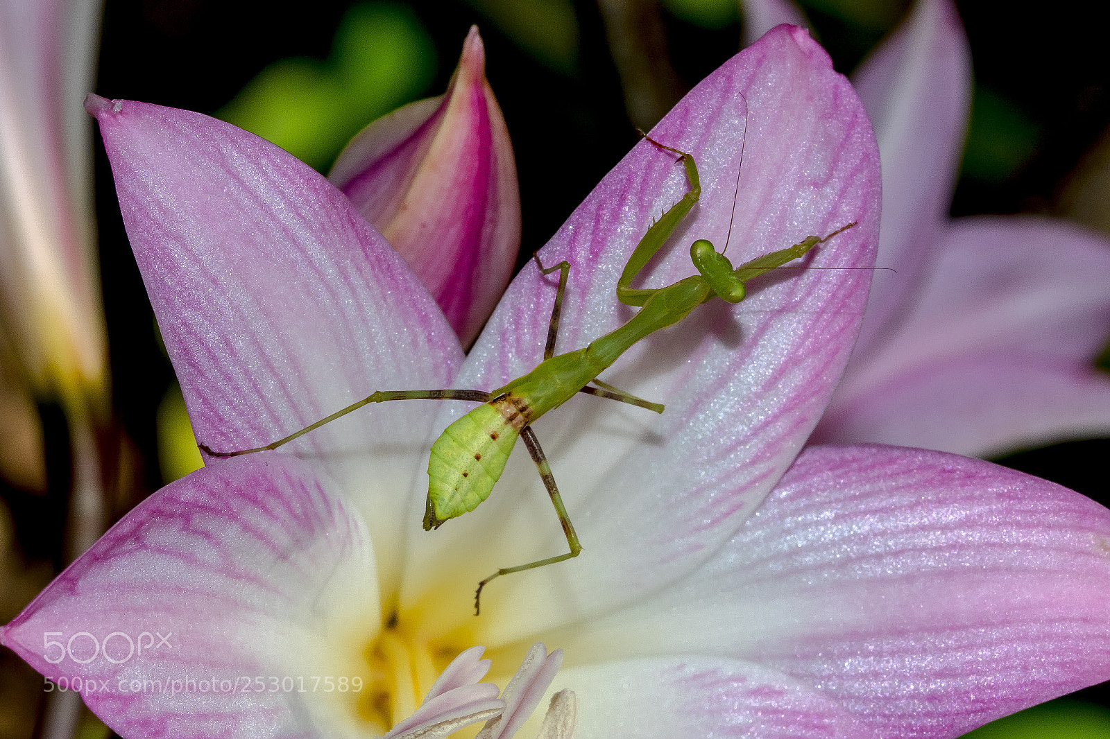 Canon EOS 7D Mark II sample photo. Praying mantis photography