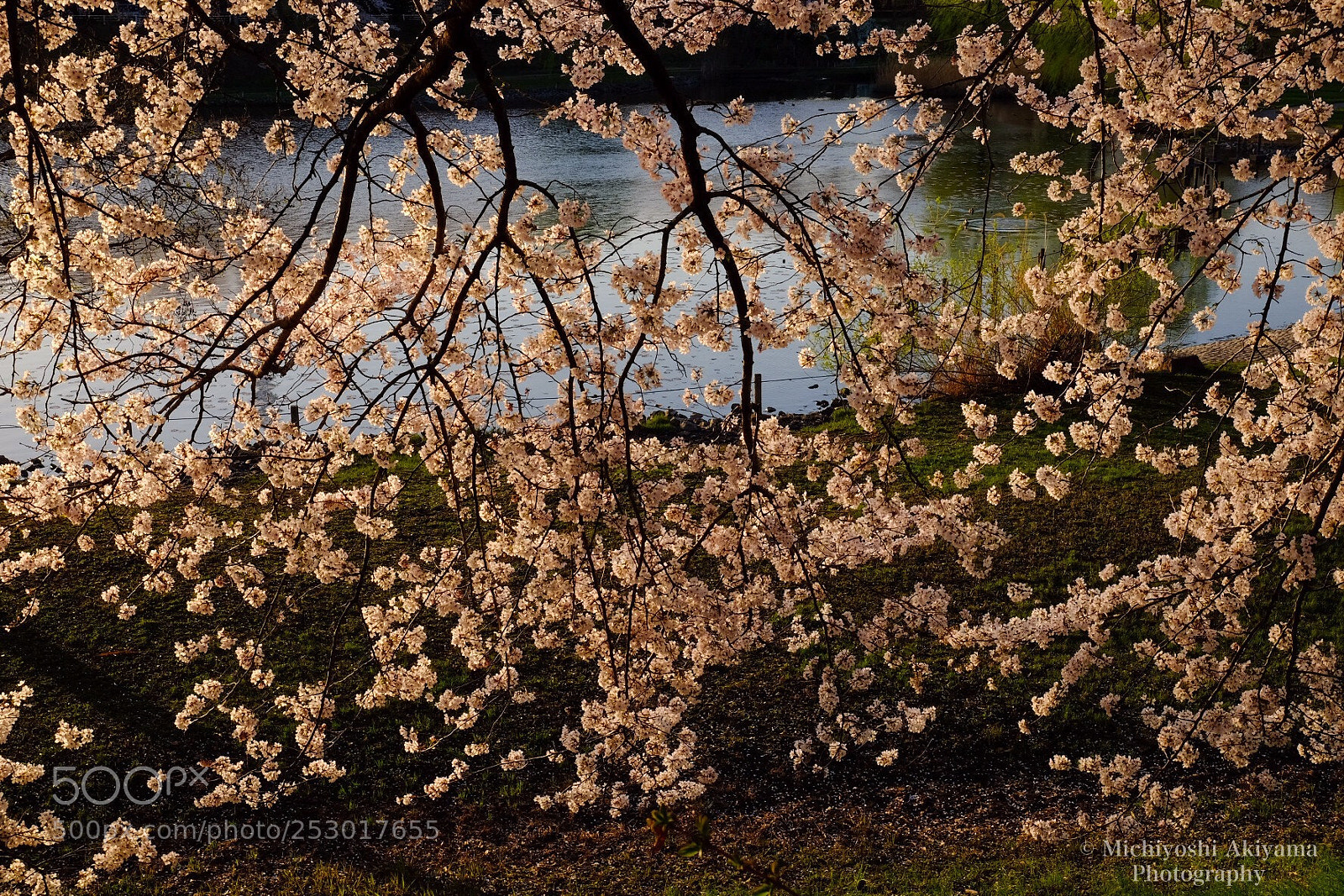 Fujifilm X-T1 sample photo. Spring color photography