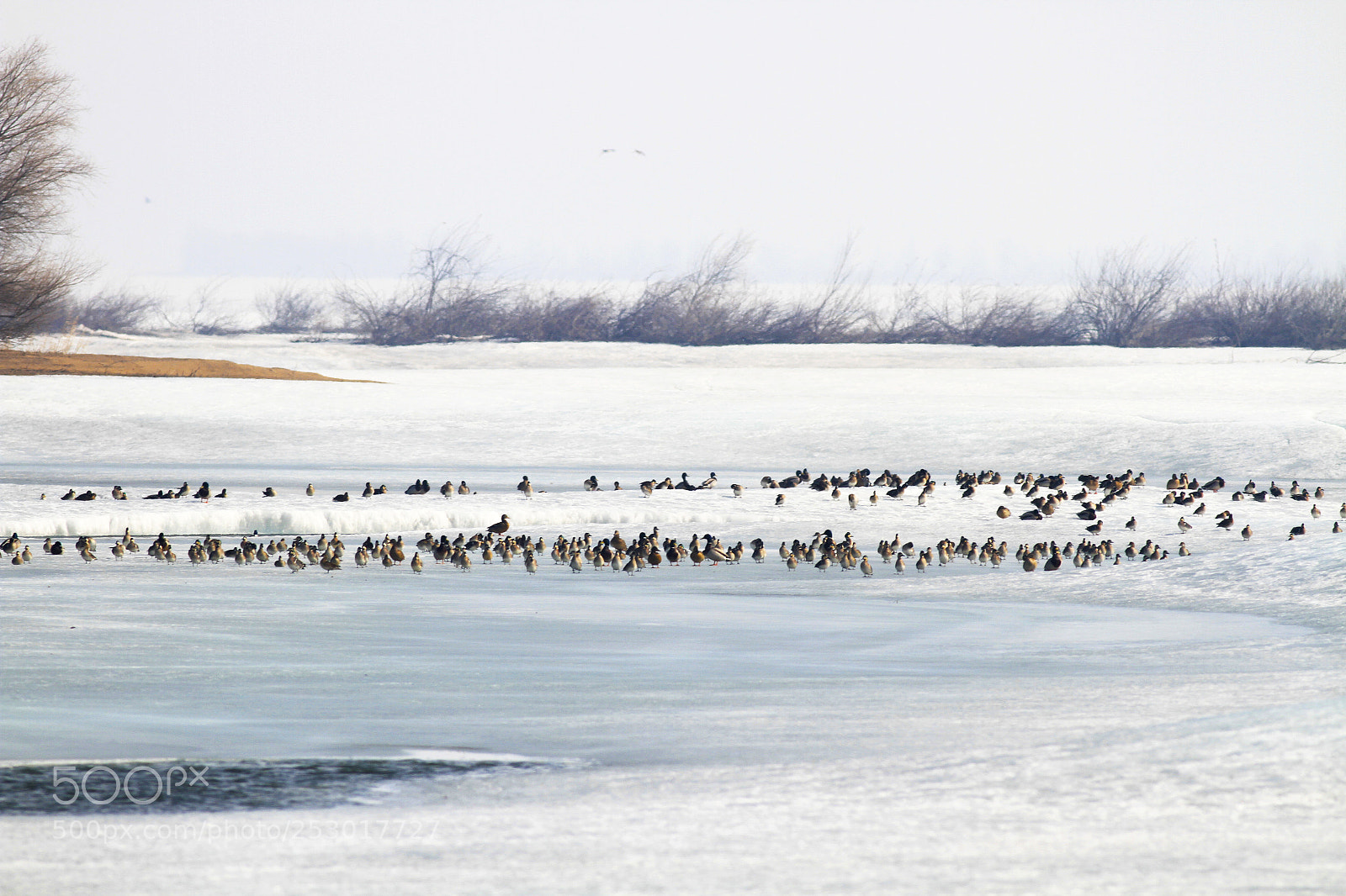 Canon EOS 7D sample photo. 水鸟群waterfowl group photography