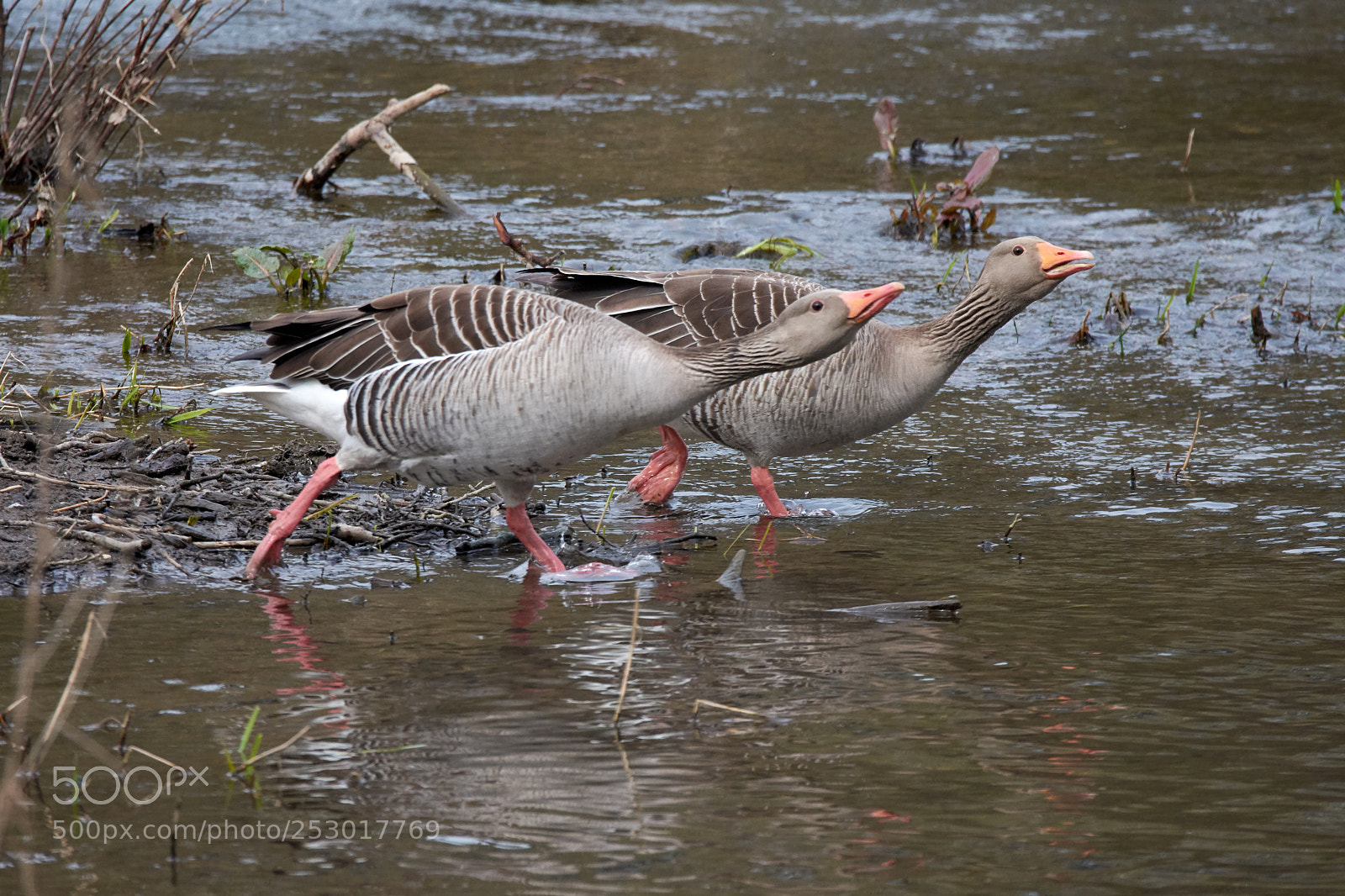 Nikon D7200 sample photo. Grey goose photography