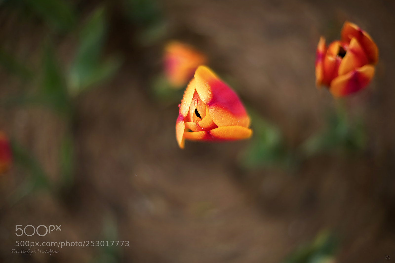 Canon EOS 6D Mark II sample photo. Love opening photography
