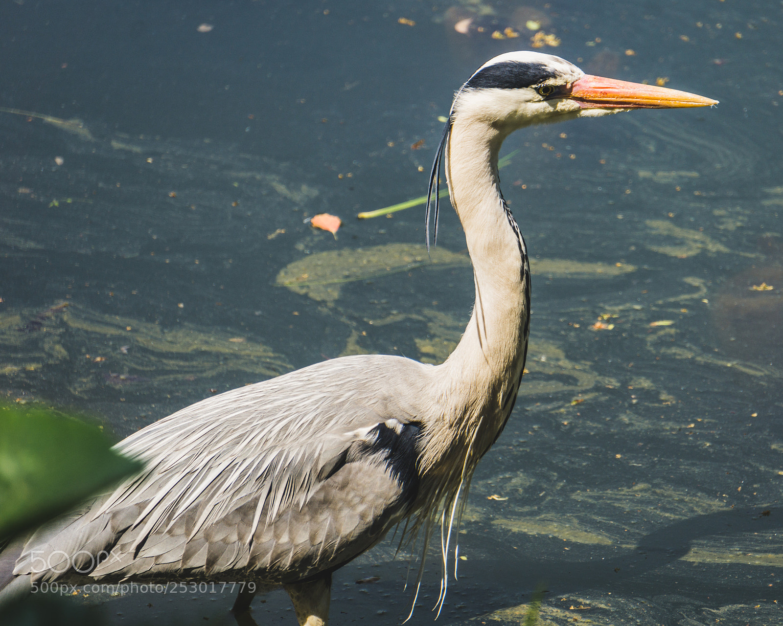 Sony a6000 sample photo. Heron photography