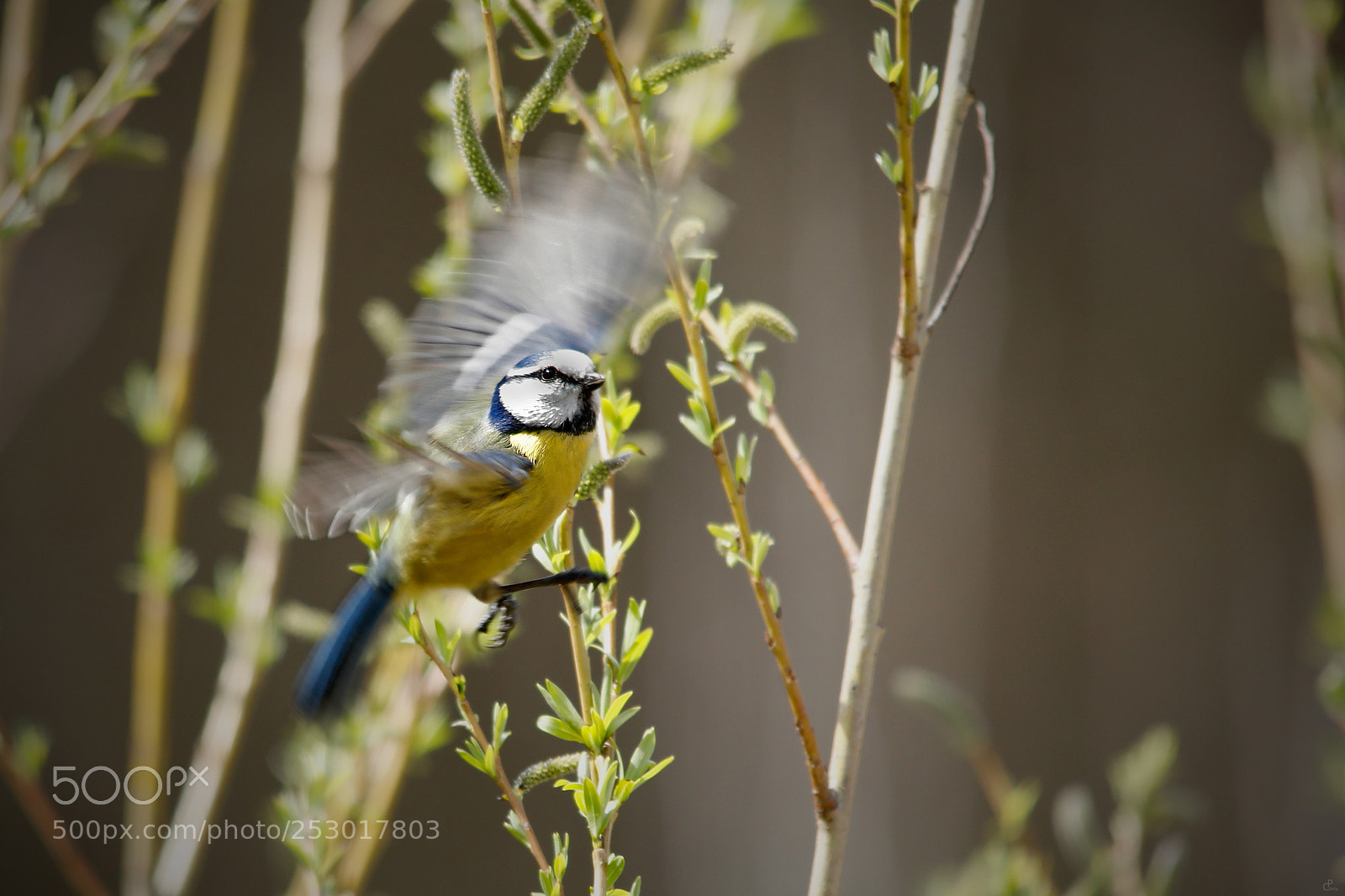 Canon EOS 5D Mark IV sample photo. Blaumeise... photography