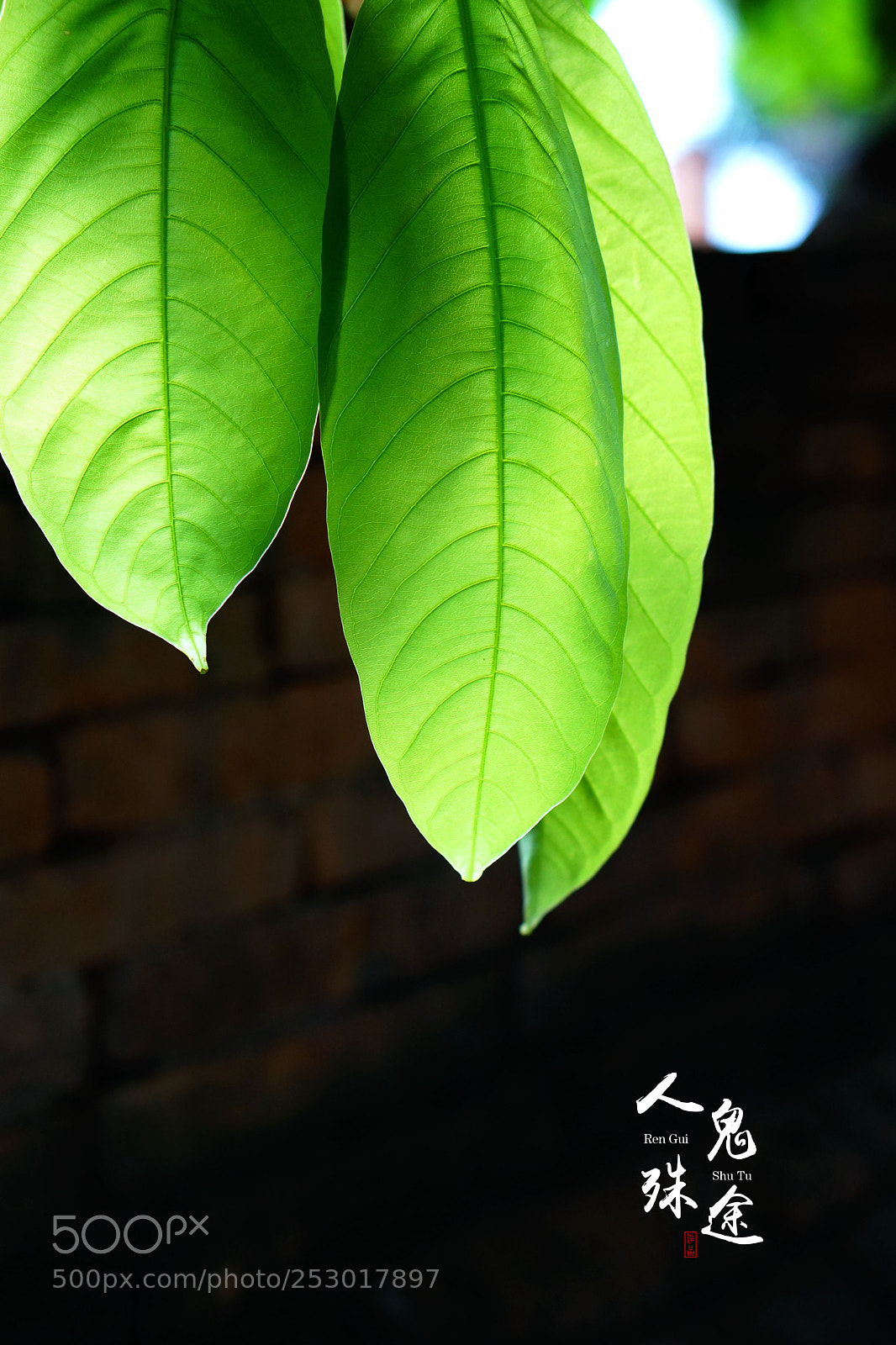 Sony Alpha NEX-7 sample photo. Untitled photography