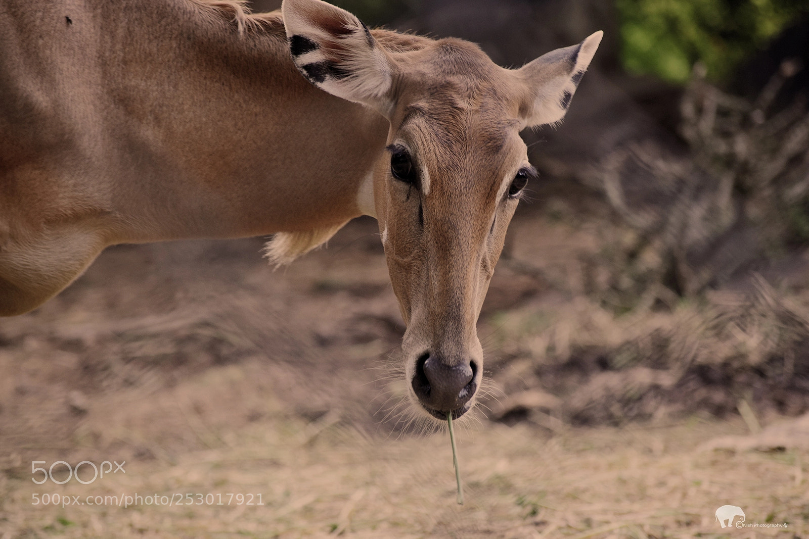 Nikon D5300 sample photo. Nilgai photography
