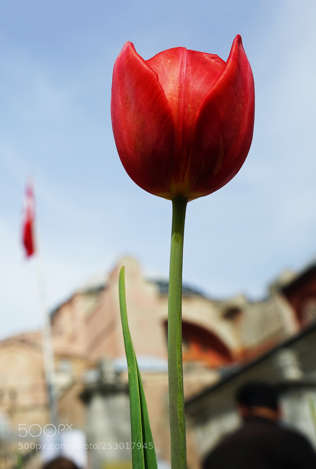 Sony a7 sample photo. Laleler sultanahmet photography
