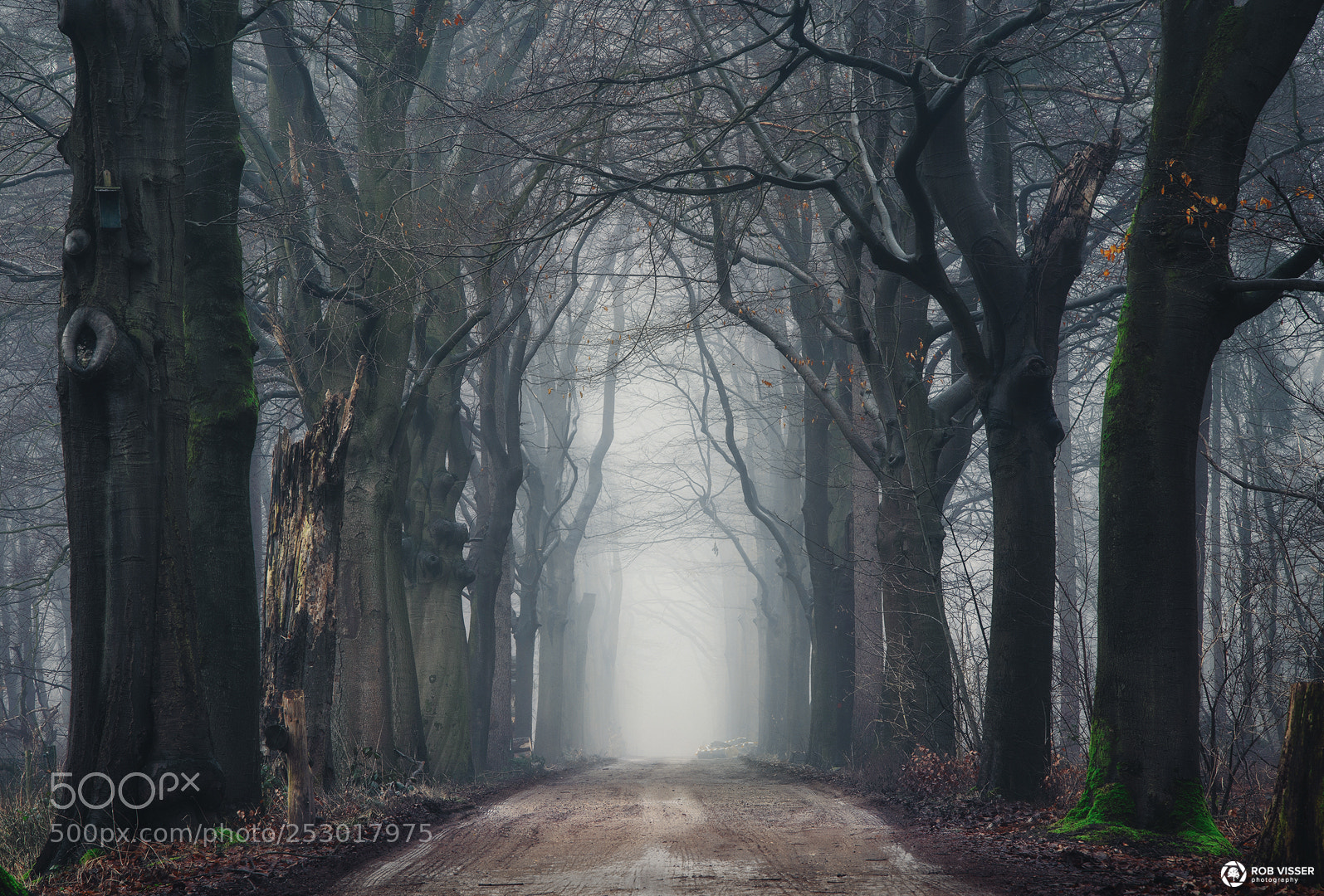 Nikon D5100 sample photo. Road of ancients photography