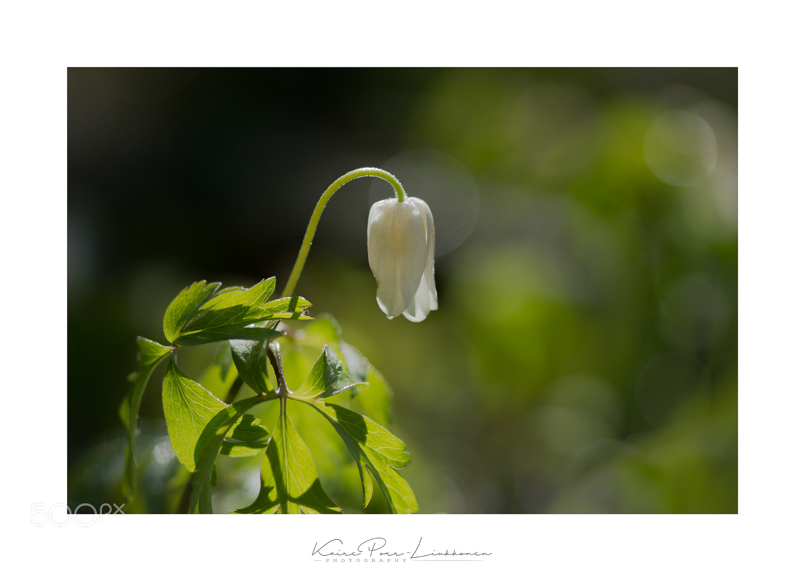 Sony SLT-A77 sample photo. White anemone photography