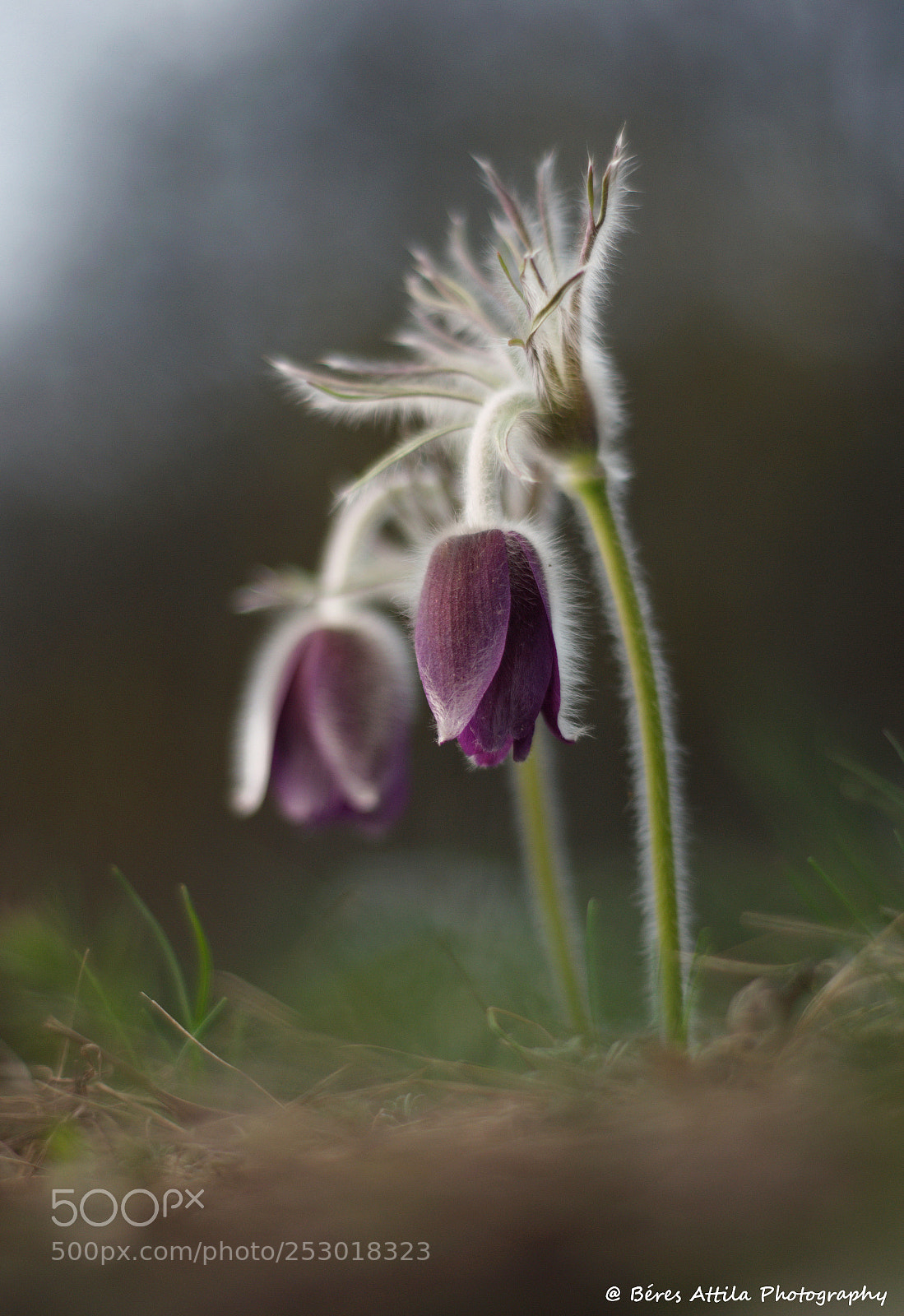 Nikon D3300 sample photo. Blooming (pulsatilla nigricaus) photography