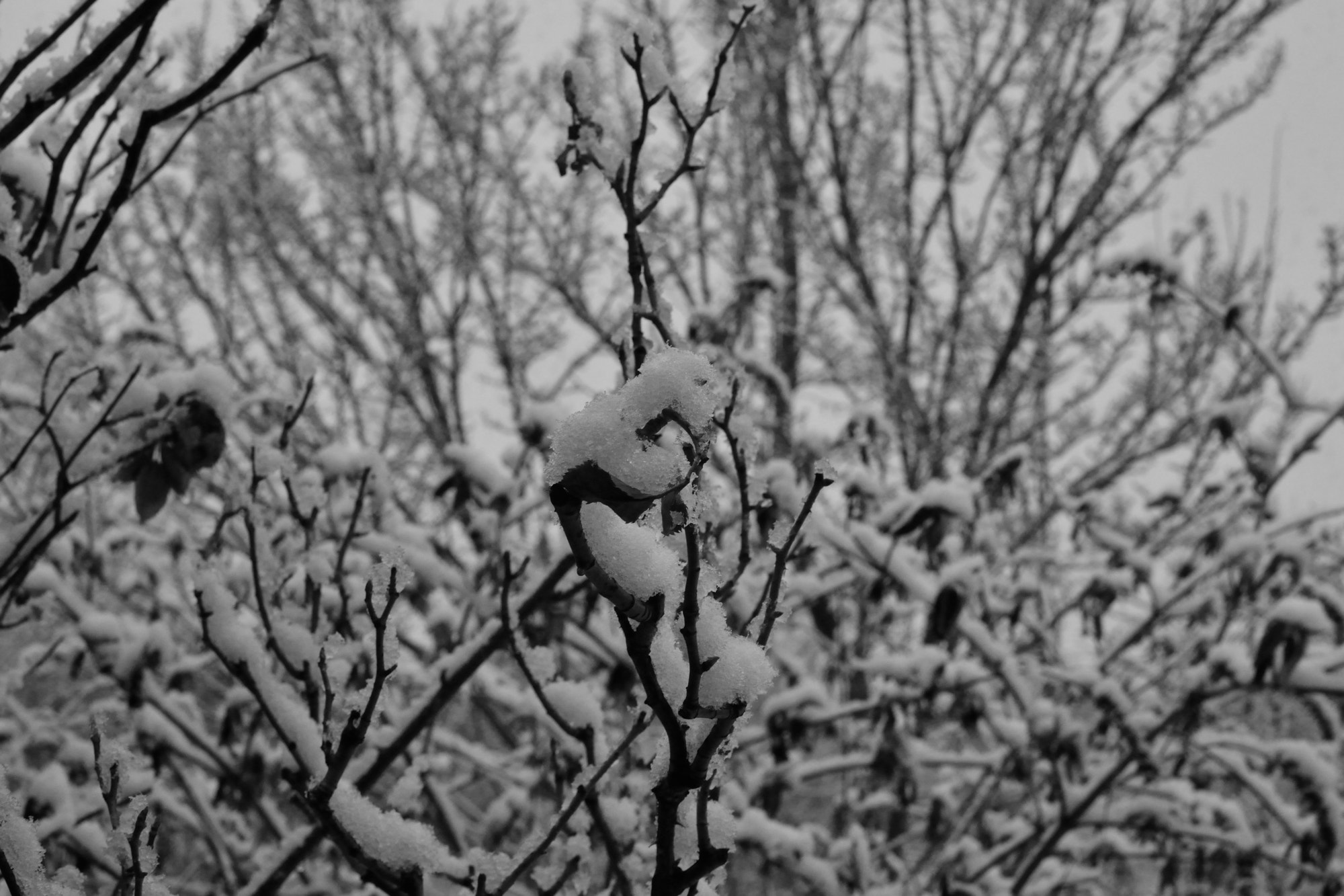 Nikon D3100 + Nikon AF-S DX Nikkor 35mm F1.8G sample photo. Winter, late photography