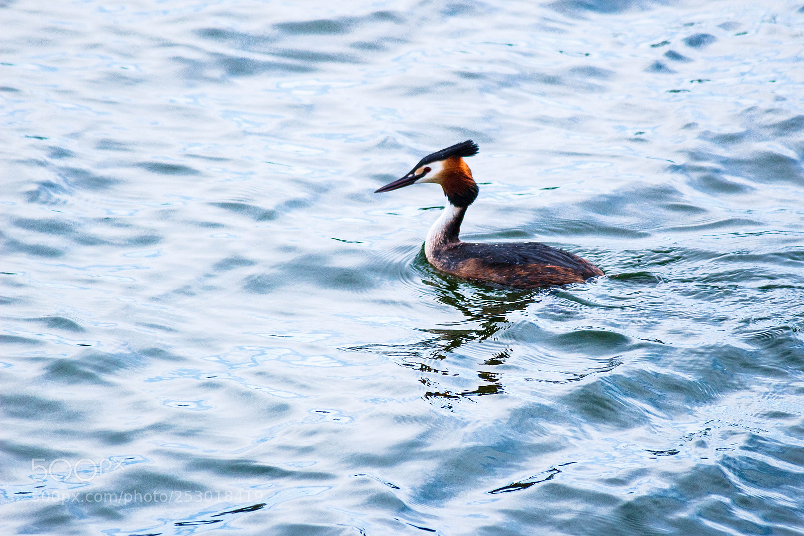 Canon EOS 100D (EOS Rebel SL1 / EOS Kiss X7) sample photo. Grebe in bavaria photography