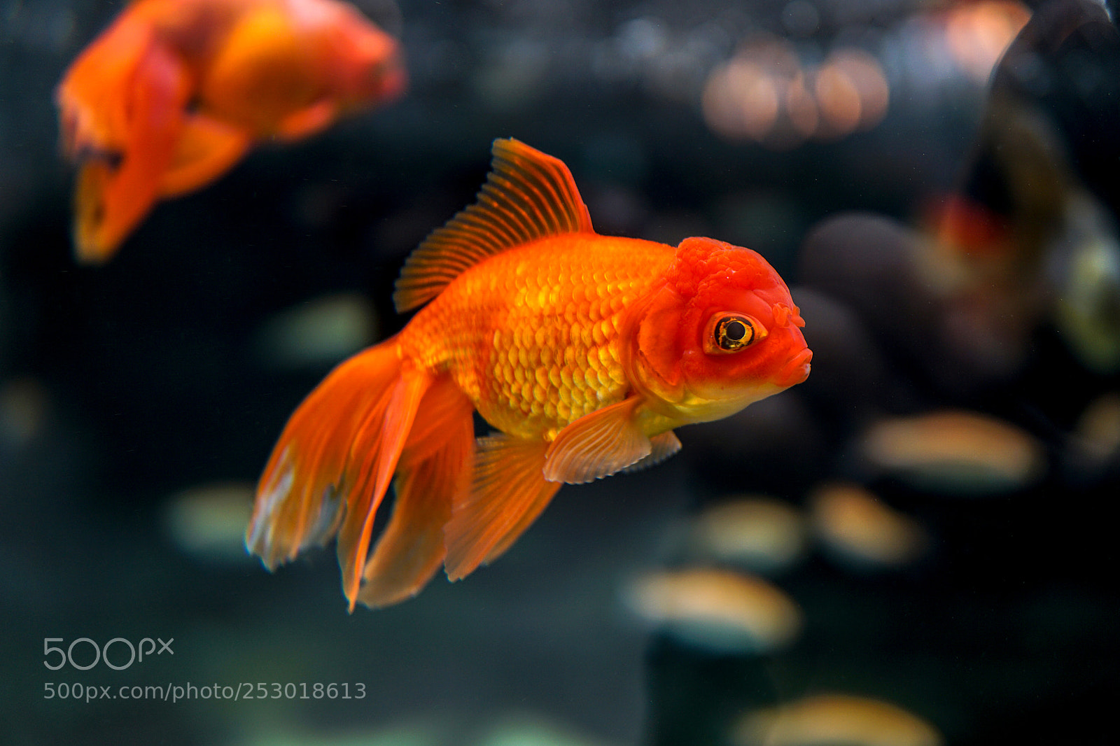 Sony a6000 sample photo. Goldfish photography
