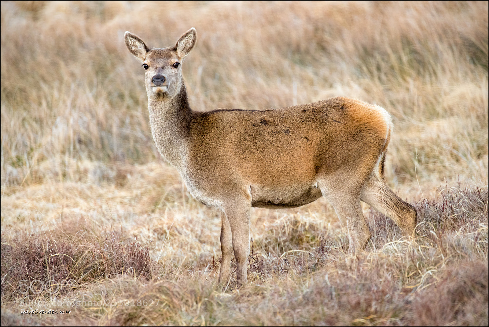Canon EOS-1D X Mark II sample photo. Doe a deer photography