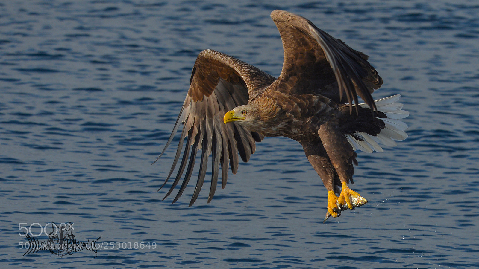 Nikon D4 sample photo. Akkuyruklu kartal white-tailed eagle photography