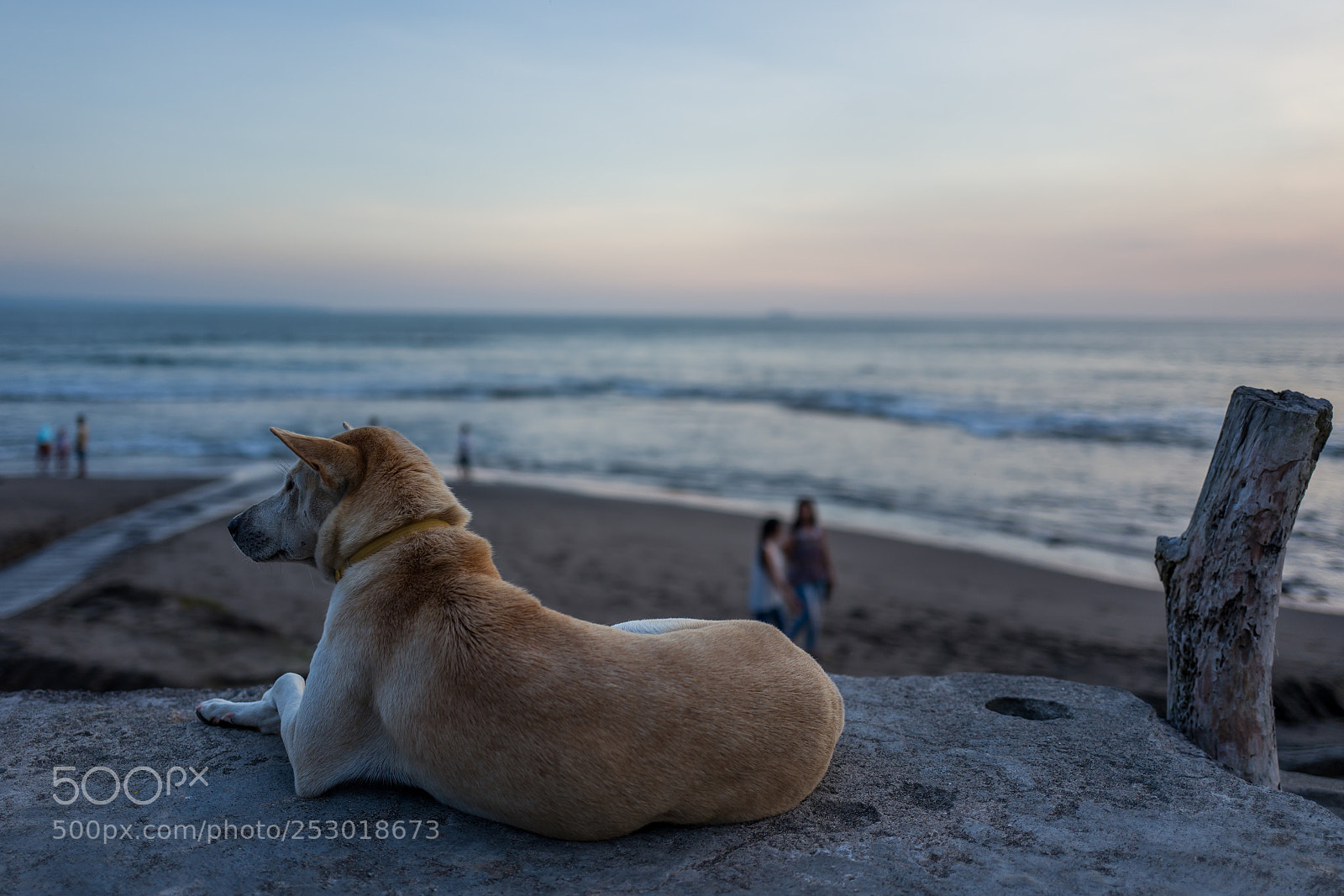 Leica Q (Typ 116) sample photo. A dog at echo photography