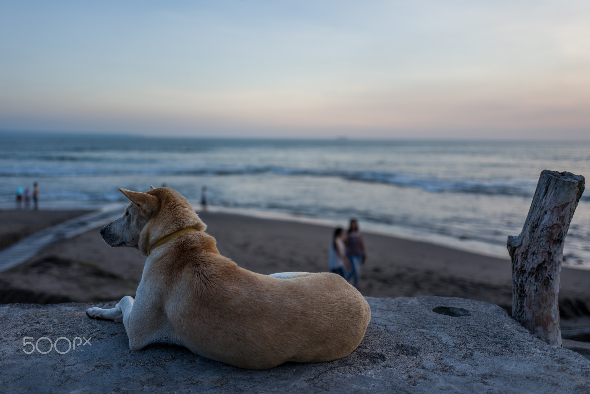 A dog at Echo Beach in Canggu, Bali.