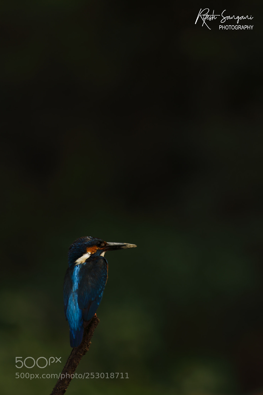 Canon EOS 700D (EOS Rebel T5i / EOS Kiss X7i) sample photo. Blue beauty......! photography