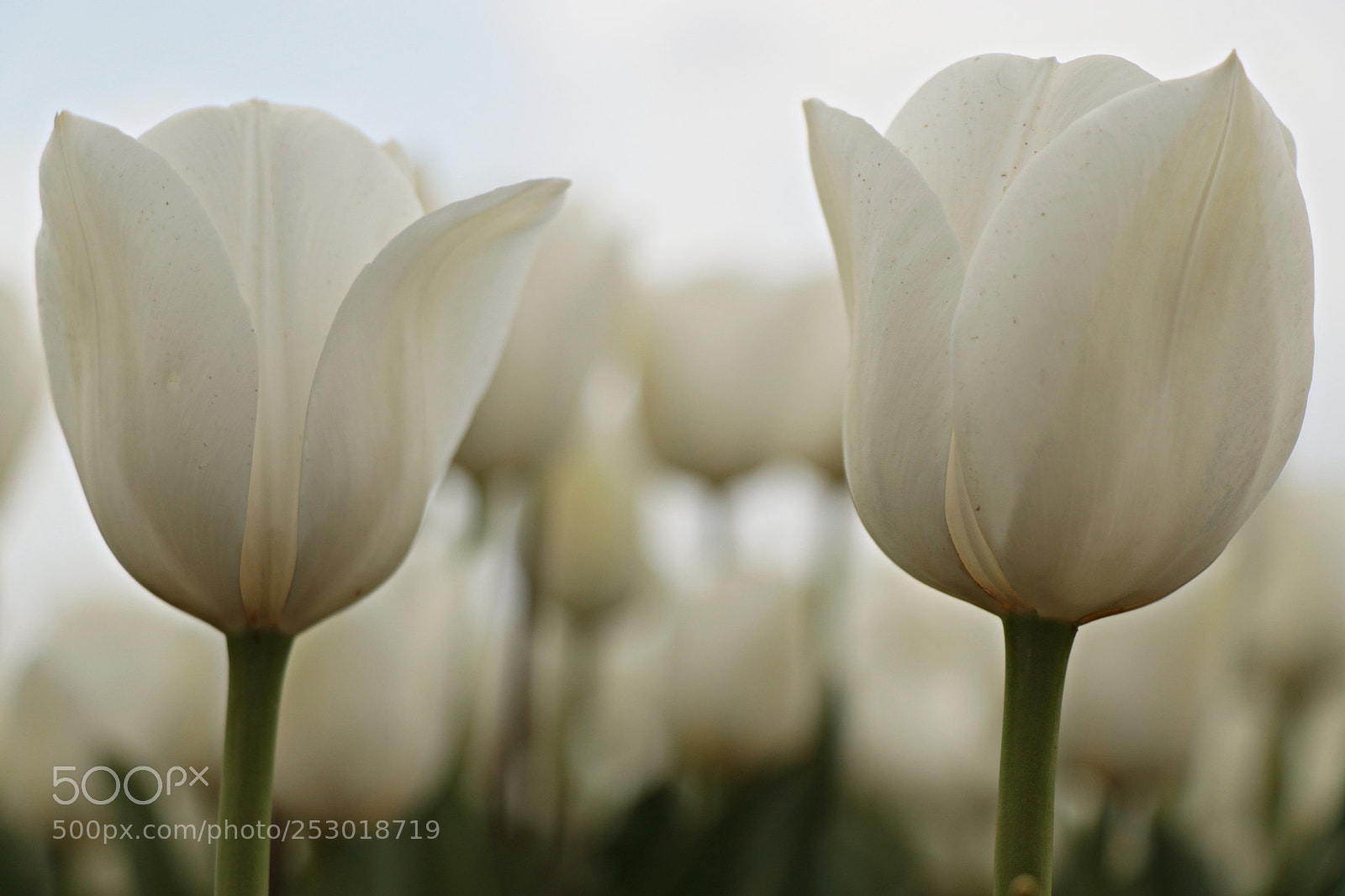 Canon EOS 80D sample photo. Asil / aristocratic photography