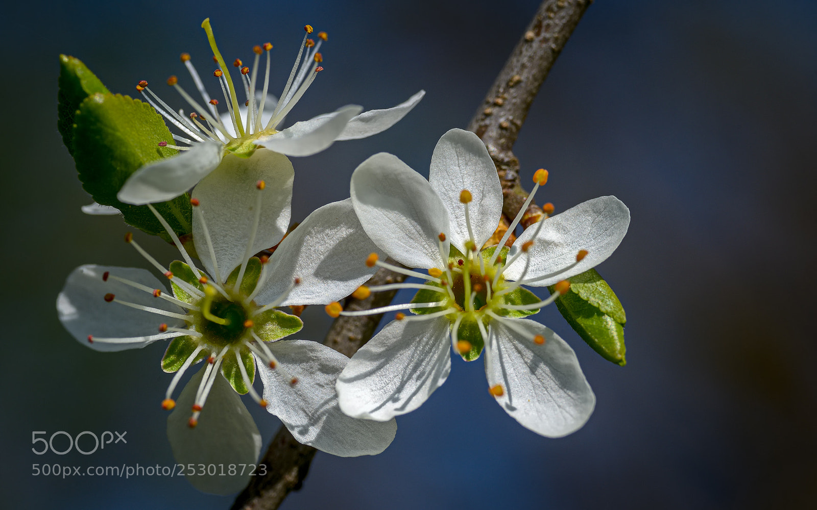 Nikon D800 sample photo. Little blossoms photography