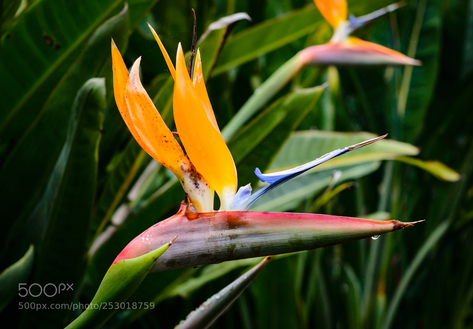 Nikon D3200 sample photo. Bird of paradise photography