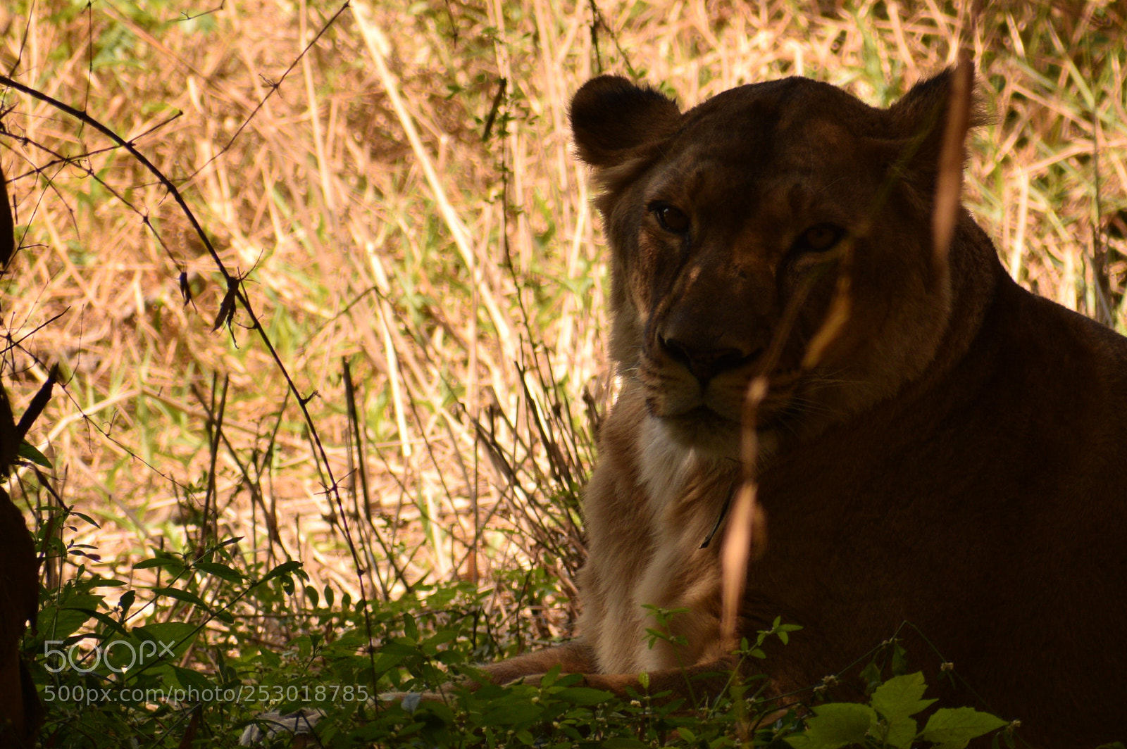 Nikon D5300 sample photo. Queen of the jungle photography
