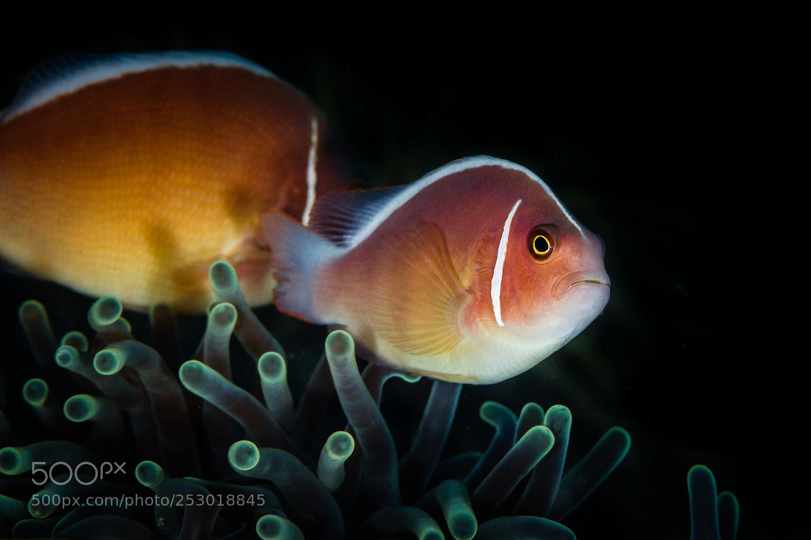 Canon EOS 7D sample photo. Clownfish protecting their home photography