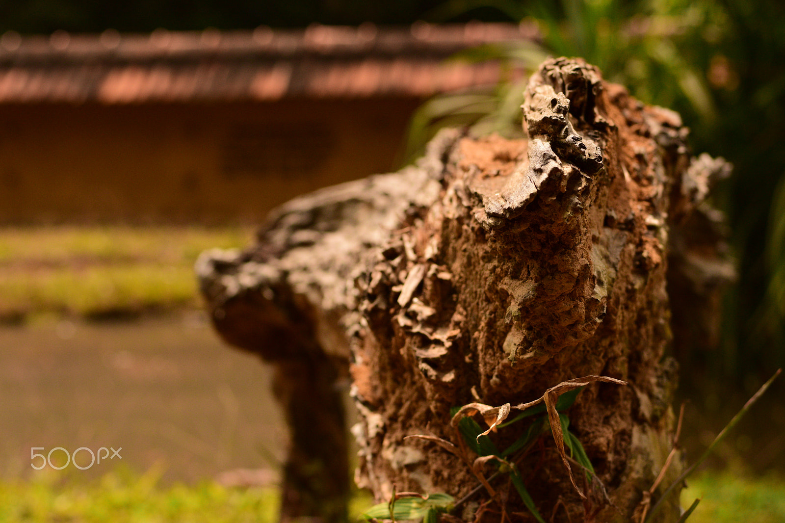 Nikon AF-S Nikkor 50mm F1.8G sample photo. Wood texture photography