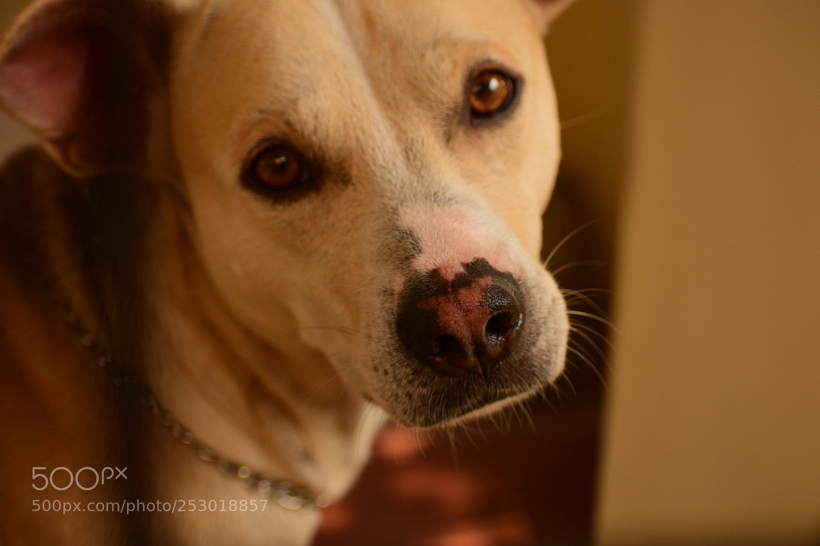 Nikon D5300 sample photo. Doge photography