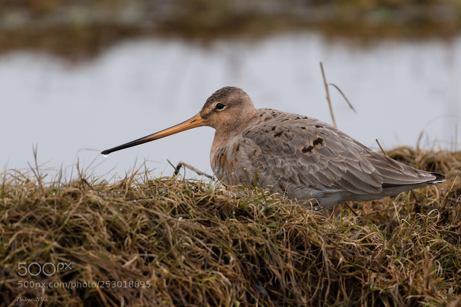 Nikon D500 sample photo. Black-tailed godwit photography
