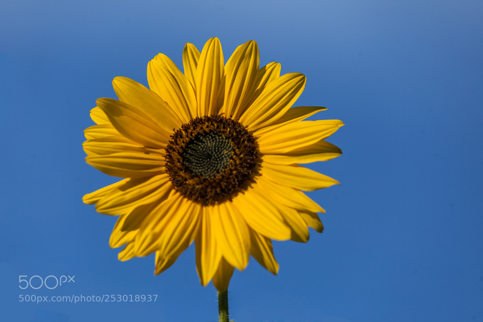 Canon EOS 5D Mark II sample photo. Sunflower photography