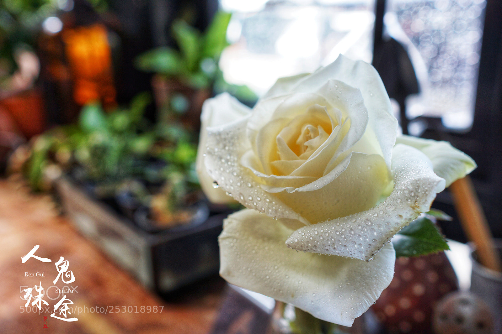 Sony Alpha NEX-7 sample photo. Untitled photography