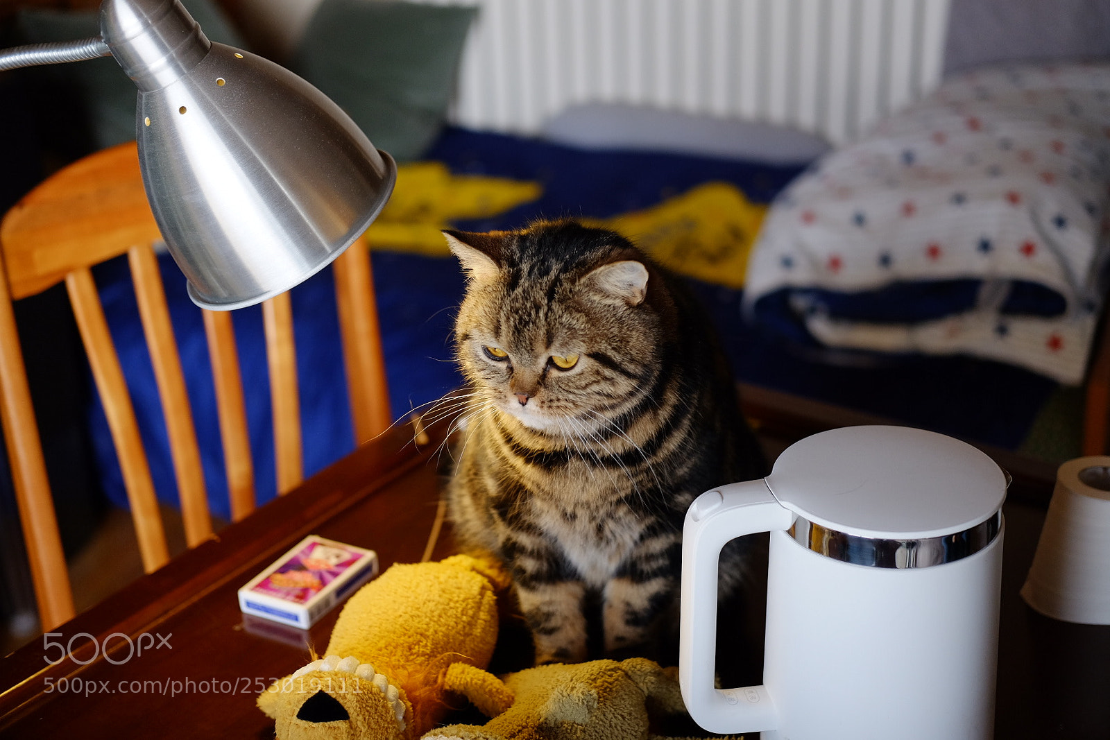 Fujifilm X-T1 sample photo. Cute cat！ photography
