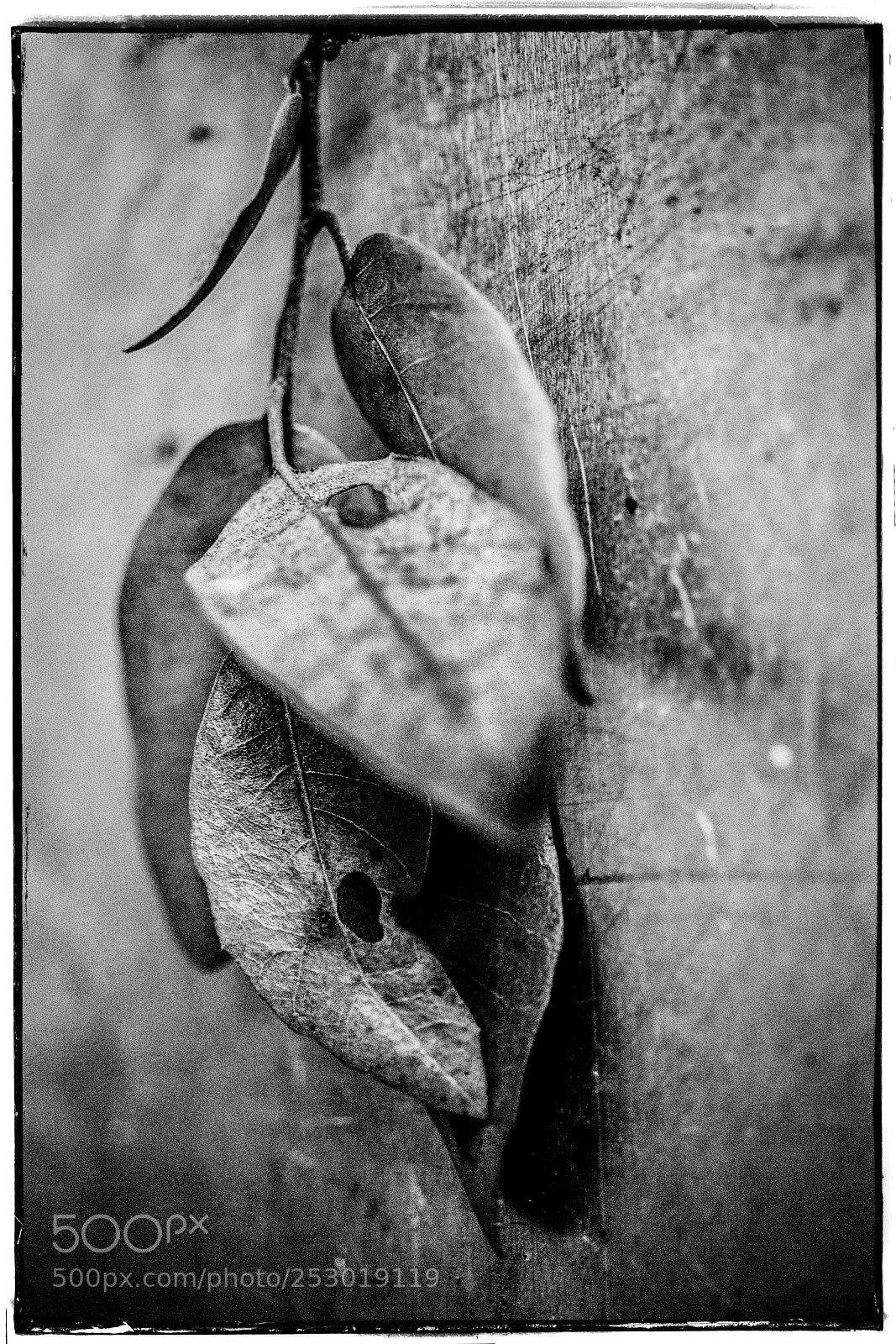 Sony a7 sample photo. Wintry leaves photography