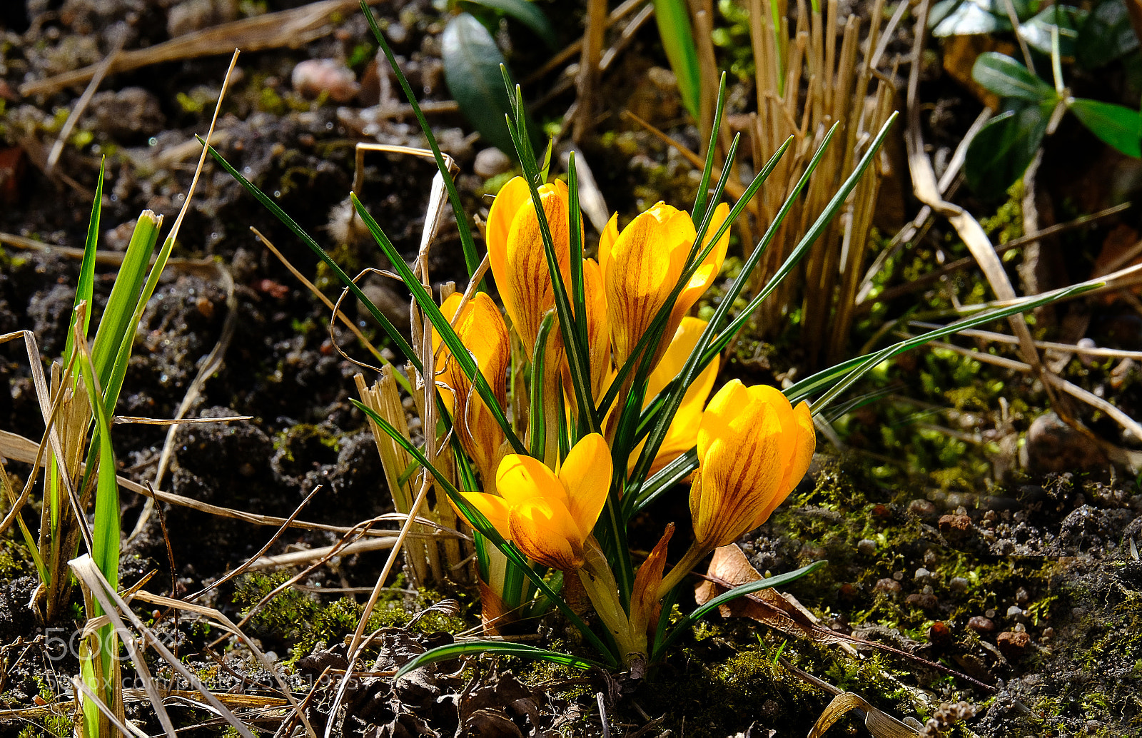 Fujifilm X-T20 sample photo. Golden crocuses in the photography