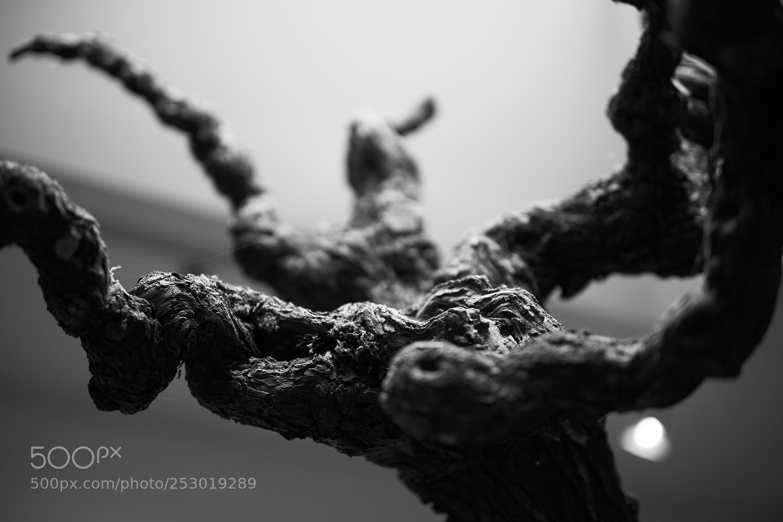 Sony a6300 sample photo. Twisted photography