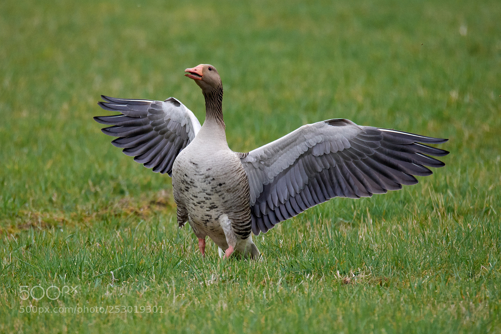 Nikon D7200 sample photo. Grey goose photography