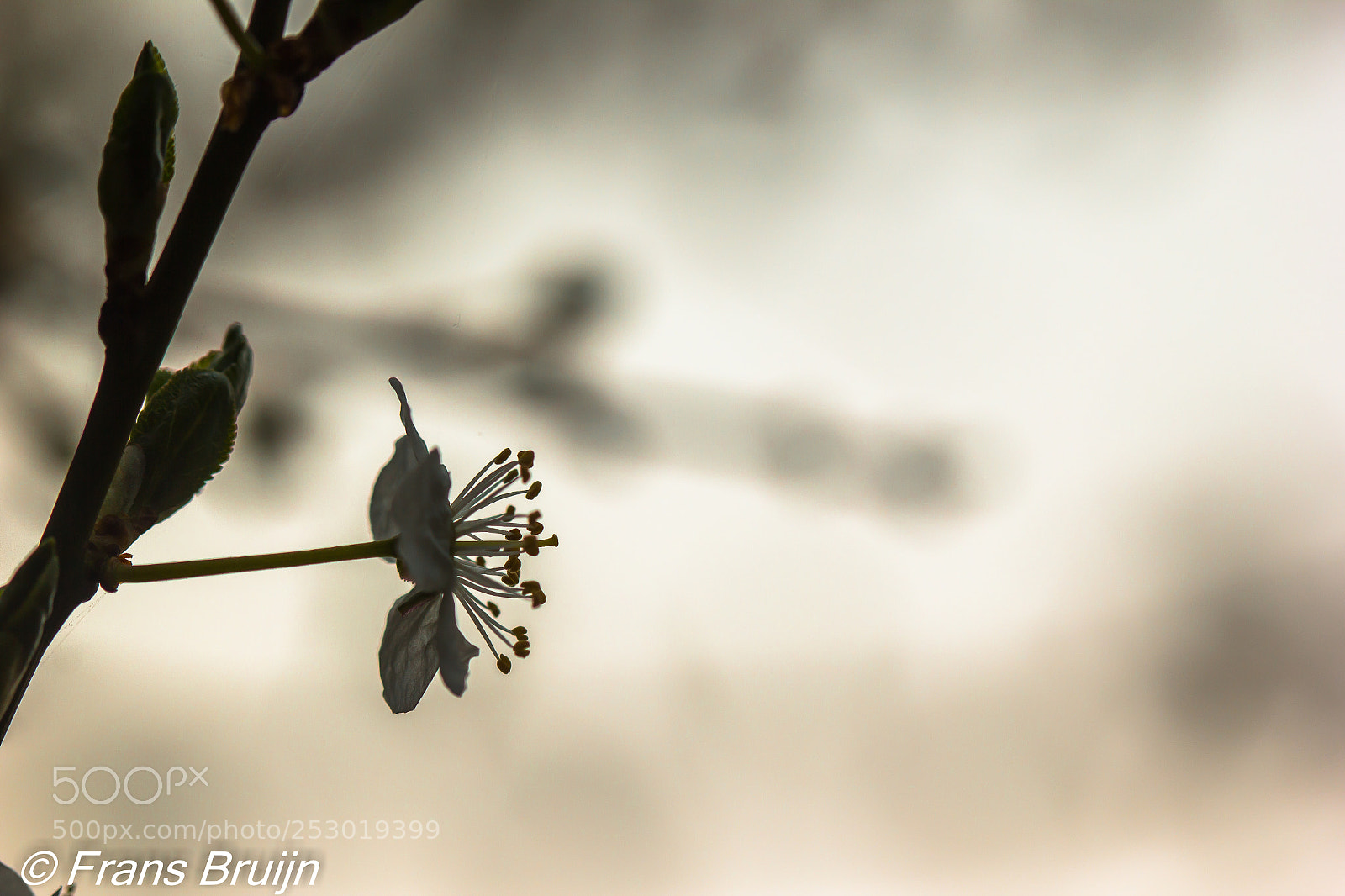 Canon EOS 60D sample photo. Macro photography