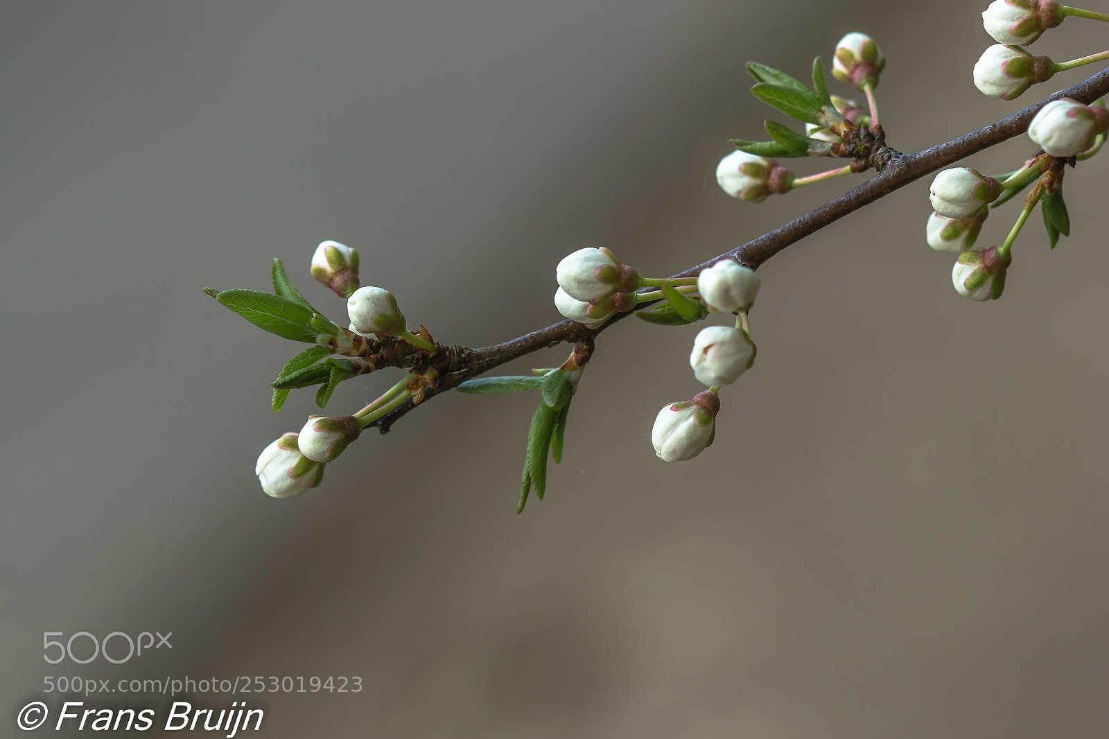 Canon EOS 60D sample photo. Macro photography