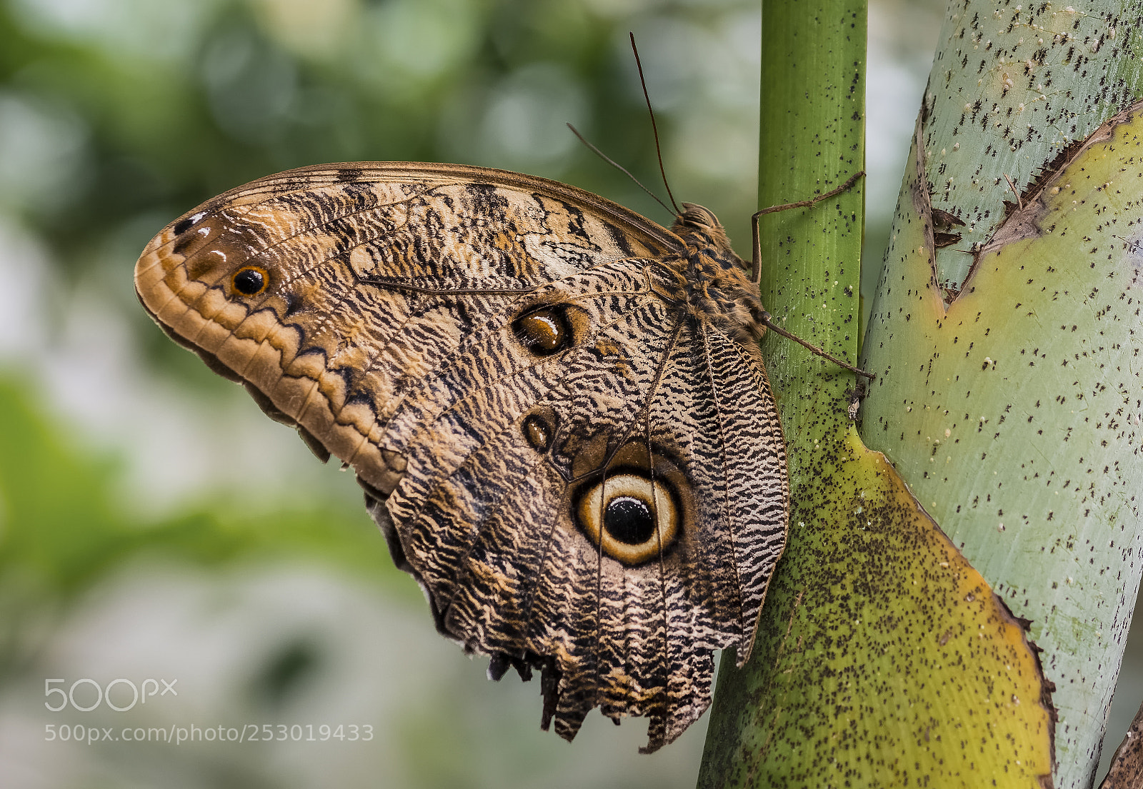 Nikon D7100 sample photo. A volar photography