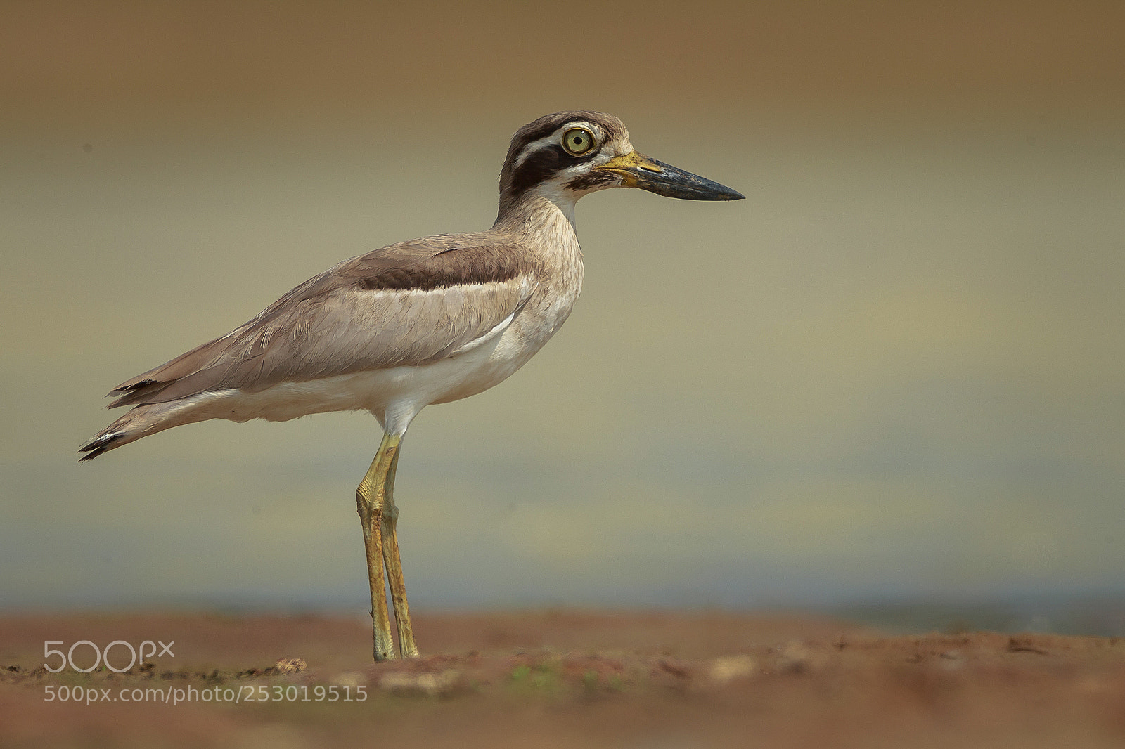 Canon EOS-1D X sample photo. Greater thick knee photography