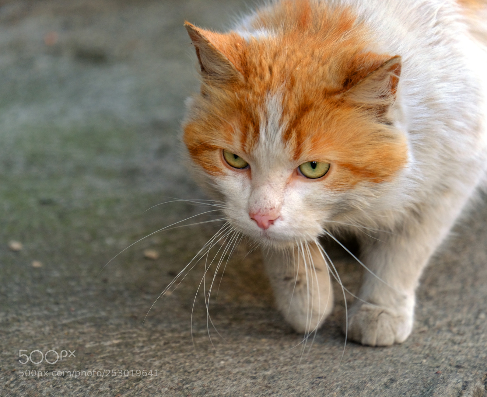 Fujifilm X-T20 sample photo. Portrait of a cat-hunter photography