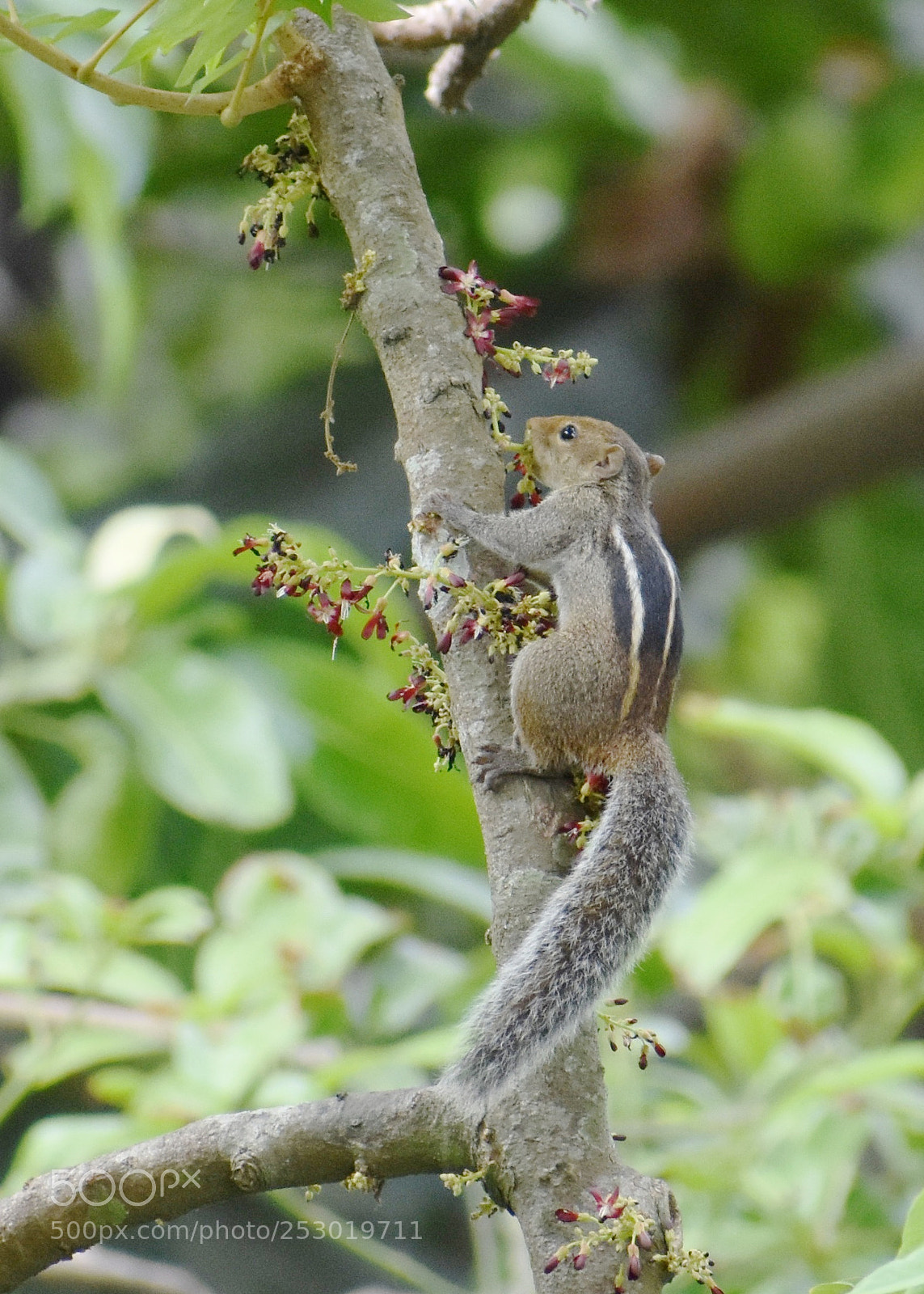 Nikon D3400 sample photo. Kerala squirrel photography